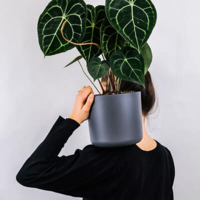 Plantes intérieur Paris 7 - Versade Fleurs