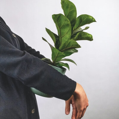 plants-store-gallery-img-6