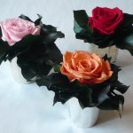 Fleurs stabilisées Paris 7 - Versade Fleurs