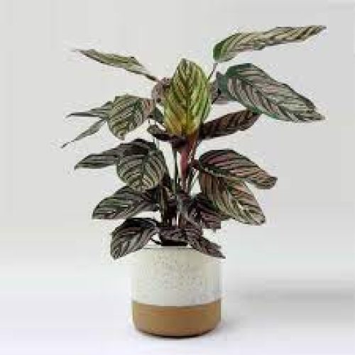 calathea